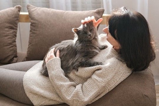 猫が『家族のケンカ』に反応する理由3選 仲裁しているの?割って入ろうとする心理とは