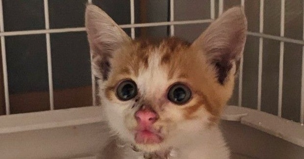 重度の皮膚炎だった『500gの小さな子猫』→約半年後…激変した『現在の様子』に感動「ご立派になられたね」「めっちゃ可愛い」と1万いいね