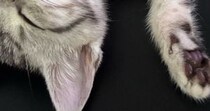 家にきてまだ『３日目』なのに→机の上を見ると、子猫が…涙が出るほど可愛い『まさかの光景』に３万いいね「ずっといました感ｗ」「大物だわ」