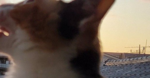 空を見つめる三毛猫→あくびの瞬間を撮影しようとしたら…まさかの『幻想的な光景』に「何か召喚しそうｗ」「吸い込みか吐き出しかｗ」と反響