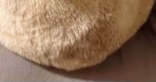 ふと、『クッションの上でくつろぐ猫』を見たら…予想外の『可愛すぎるフォルム』に「見た瞬間声でたｗ」「すごいｗ」と癒される人が続出
