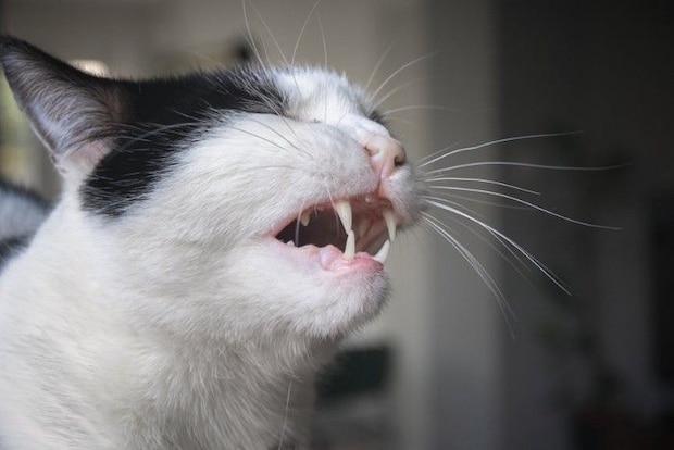口を開けている猫の横顔