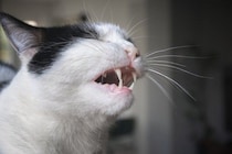 猫の『ヒゲを切ってはいけない」4つの理由　どんな役割があるの？起こりうるトラブルまで解説