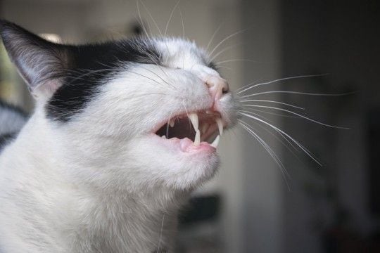 猫の『ヒゲを切ってはいけない」4つの理由　どんな役割があるの？起こりうるトラブルまで解説