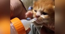 早くミルクが飲みたい子猫→お父さんが哺乳瓶で飲ませてあげると…『ほっこりするやり取り』に反響「お父様優しいｗ」「耳可愛すぎるｗ」