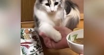 パパから夜食をもらうときに『お手をする猫』→ママも挑戦してみた結果…まさかの対応に「仕方ないなぁー感ｗ」「凄いしかわいいｗ」と反響