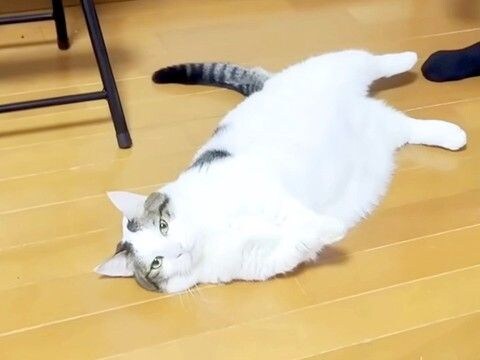 太ってしまった猫→ダイエットのため、歩かせようとしたら…想像以上に『やる気のない光景』に爆笑「強い意思を感じる」「もう顔がおもろいｗ」