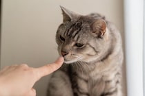 猫があなたの『ニオイを嗅ぎたがる』タイミング3選　何を確認しているの？読み取っている情報まで