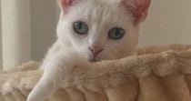 ハンモックでくつろぐ猫→頭に『王冠のようなもの』がついていると思ったら…『まさかの光景』に「３度見した」「何回みてもわからんｗ」の声