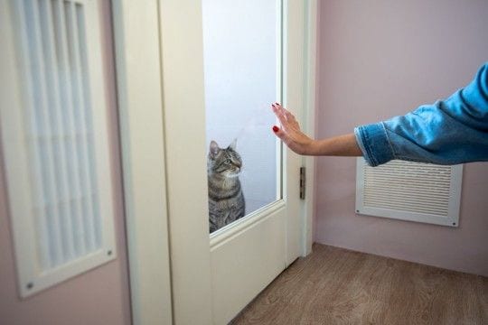 猫が『捨てられたかも…』と不安になっているときのサイン5つ　行動に隠された心理や安心させる接し方まで