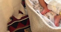 すやすやと眠る赤ちゃん→猫たちが近づいてくると…尊すぎる『初めまして』の様子に「すぐに添い寝が始まりそうｗ」「最高の組み合わせ」と反響