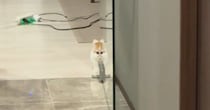 子猫の姿が『ガラス戸に反射』→だんだんと変化していって…『衝撃の光景』が201万再生「外で見たらダメなやつｗ」「エイリアンウサギ」