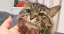顎をなでなでされるキジトラ猫→段々と『とろけていった』結果…表情の変化が可愛すぎると１万いいね「ありゃぁぁ」「信じられないほど可愛い」