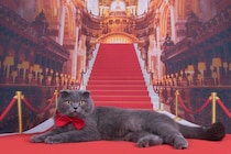 猫界で有名な『超セレブな猫』3選　高収入を得ている理由や仕事内容もご紹介
