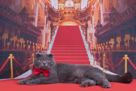 猫界で有名な『超セレブな猫』3選 高収入を得ている理由や仕事内容もご紹介