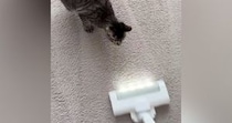 掃除機に向かってダッシュしてきた猫→次の瞬間…猫とは思えない『まさかの光景』が161万再生「モップ掛けになってるｗ」「初めて見たｗ」