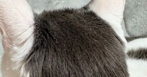 白い体に黒い模様が入った猫→『後頭部』を見ると…可愛すぎる光景に２万いいね「人間のヘアスタイルそっくりｗ」「カットいったのかな」