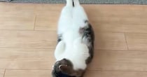 仰向けの状態で『床で寝ていた猫』→目が覚めると…まるで人間のような反応に４万いいね「酔っぱらって床で寝たとき」「おっさんみたいｗ」