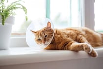 『不妊手術を受けた猫』に表れる変化4選　どんな影響があるの？気を付けるべきポイントまで