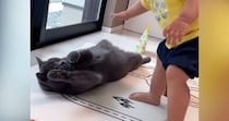 猫に近づく赤ちゃん→撫でようと手を伸ばしたら…『まさかの展開』が尊すぎると194万再生「大事にされてるのがわかる」「名残惜しそうｗ」