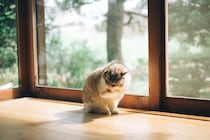 猫が『日光浴』を必要とする理由3つ　陽を浴びるメリットから注意点まで解説