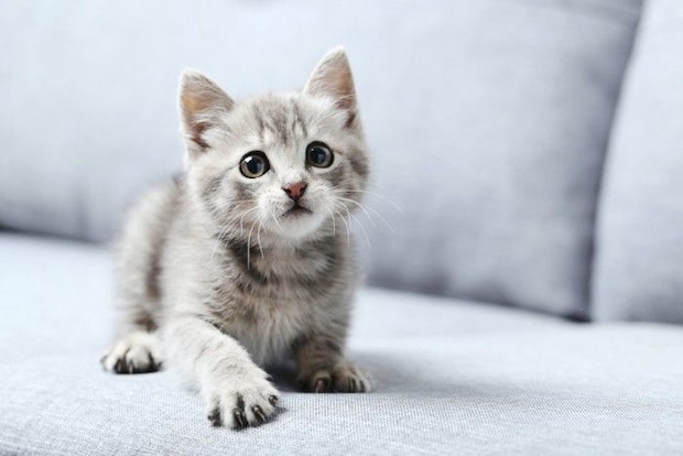 ソファーでじっと一点を見つめる子猫