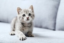 猫につけるのは控えるべき『NGな名前』5つ　思わぬ支障を招くリスクや失敗しないコツ