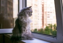 飼い猫が10階から転落！　重傷を負うも奇跡的に生存し、慈善団体が治療を開始　米国