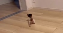 お部屋を歩き回る『生後1か月の小さな子猫』を見守った結果…尊すぎる光景が52万再生「ガニ股よちよちｗ」「語彙力失った」と悶絶の声