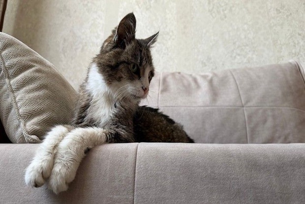 視線を合わせようとしない猫