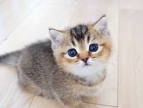 部屋を探検する赤ちゃんネコ→何か言いたげに見つめてきて…反則級に可愛い『アピールの方法』に「ぬいぐるみみたい」「可愛いねぇ」と絶賛