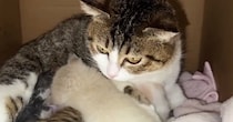 生後0日で保護された子猫→子育て中の『血のつながりのない母猫』に預けたら…驚きの光景が53万再生「本当に尊い」「あまりにも優しい世界」