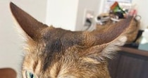 耳を横に伸ばして『不満そうにしていた猫』→足元には……可愛すぎる行動に１万いいね「察してる顔かわいいｗ」「阻止ｗ」と笑う人が続出