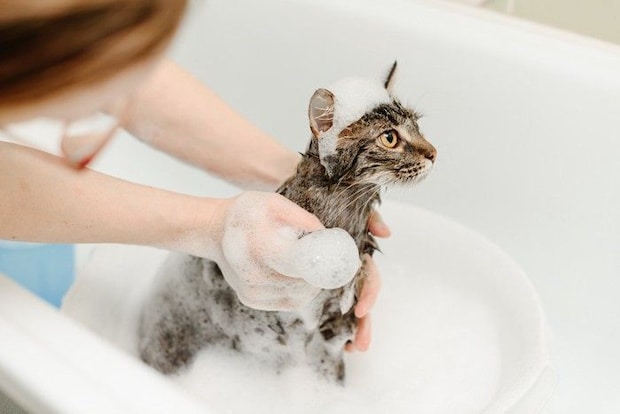 頭に泡が乗ったシャンプー中の猫