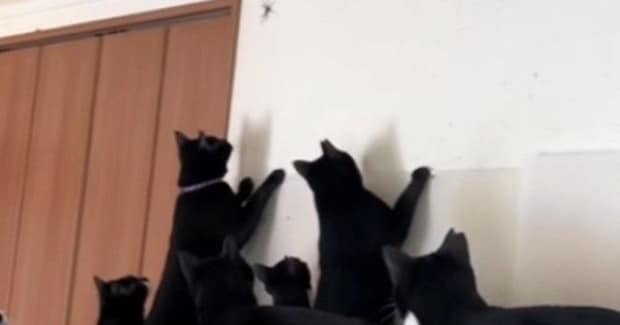 たくさんの猫がいる家に『クモ』が現れた結果…『想像を超える光景』に笑う人が続出「入る家間違えたw」「運が悪すぎるw」と反響