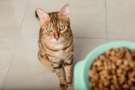 猫に『酸化したフード』を与えてはいけない理由5つ　起こりうるトラブルや適切な保存法まで