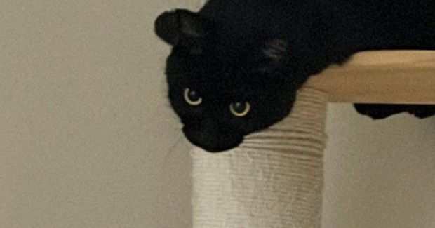キャットタワーの上にいる黒猫を見たら…もはや別の生き物のような『まさかの光景』に「オタマジャクシw」「ギリなまこ」と3万いいね