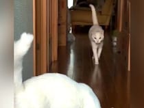 ２匹のネコが待つ家に帰った結果→廊下の奥から走ってきて…想像以上に愛おしい『熱烈大歓迎』に「羨ましい」「駆け足でお迎え可愛い」の声