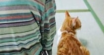 祖母のとなりに座り込んで『法事に参加する猫』→５分後……『全然違う様子』に爆笑の声「顔に笑った」「全身でアピールしてるｗ」と５万いいね