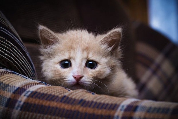 不安そうに見つめる猫