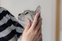 猫があなたを『探している』ときのサイン4選　不安な気持ちなの？上手な接し方まで解説
