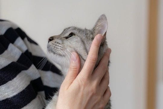 猫があなたを『探している』ときのサイン4選 不安な気持ちなの?上手な接し方まで解説