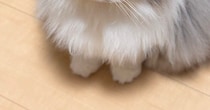深夜の作業中、後ろを振り返ると『猫』が……あまりにも愛おしい『健気な様子』に３万いいね「一緒に寝てあげねば」「かわいい」と反響