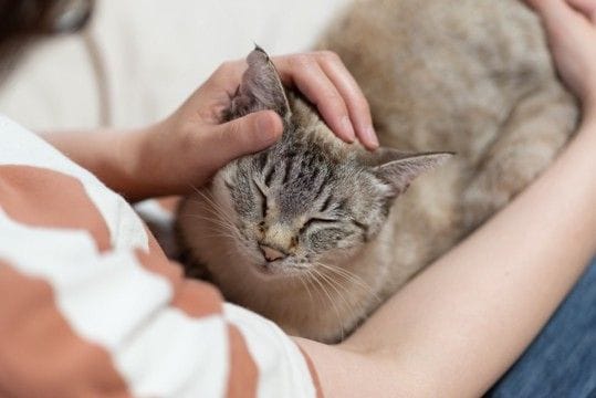 猫とのスキンシップ中にできる『顔の健康チェック』5つ　確認すべきポイントや異変を見つけたときの対処法まで