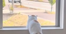 『窓の外を眺める猫』を見たら…あまりにも人間すぎる『まさかの光景』が85万再生「隣に並んでのんびり過ごしたい」「誰か待ってるのかなｗ」
