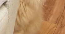 病院に連れて行かれた猫→家に帰ってきたら……完全に『信用を失った瞬間』に６万いいね「よっぽど怖かったのねｗ」「気持ちが伝わってくるｗ」