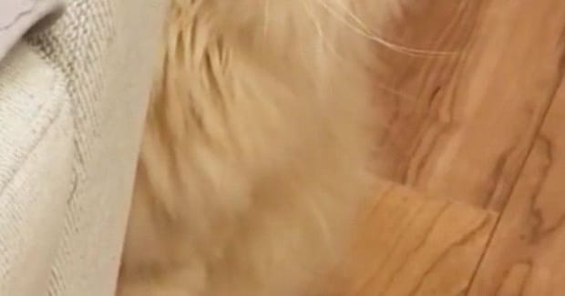 病院に連れて行かれた猫→家に帰ってきたら……完全に『信用を失った瞬間』に６万いいね「よっぽど怖かったのねｗ」「気持ちが伝わってくるｗ」