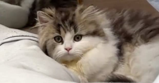 子猫が足元まで近づいてきて…可愛さを自覚しているとしか思えない『あざとすぎる行動』に「見せ方わかってる」「猫系彼女」と反響