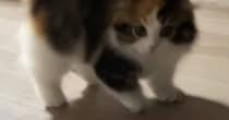 パヤパヤ子猫を撮影していると→突然背中を丸めだして…尊すぎる『やんのかステップの瞬間』が54万再生「心臓止まるかと思った」「過去一」