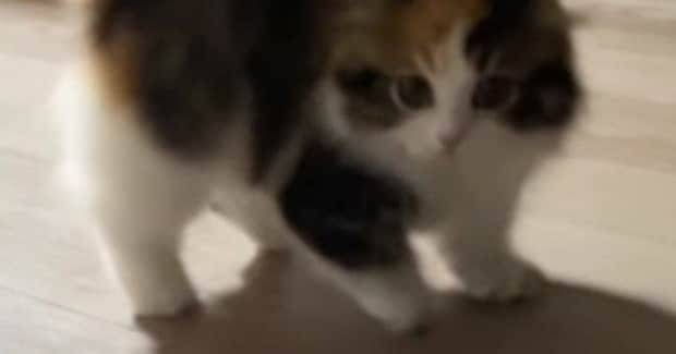 パヤパヤ子猫を撮影していると→突然背中を丸めだして…尊すぎる『やんのかステップの瞬間』が54万再生「心臓止まるかと思った」「過去一」